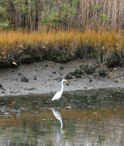 Gateway Egret